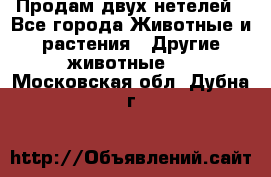 Продам двух нетелей - Все города Животные и растения » Другие животные   . Московская обл.,Дубна г.